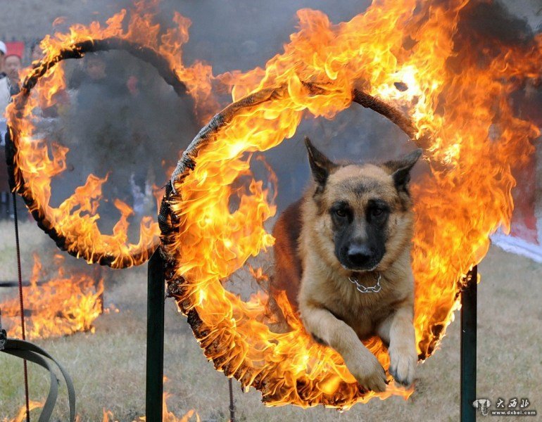 兩會(huì )安保犬