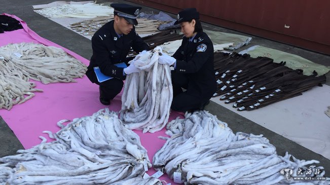 上海海關(guān)查獲8萬(wàn)余張走私貂皮