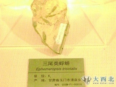 （圖片均為出土古生物化石）