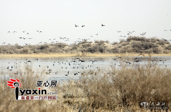 千只水鳥(niǎo)嬉戲塔克拉瑪干沙漠濕地 千只水鳥(niǎo)嬉戲塔克拉瑪干沙漠濕地