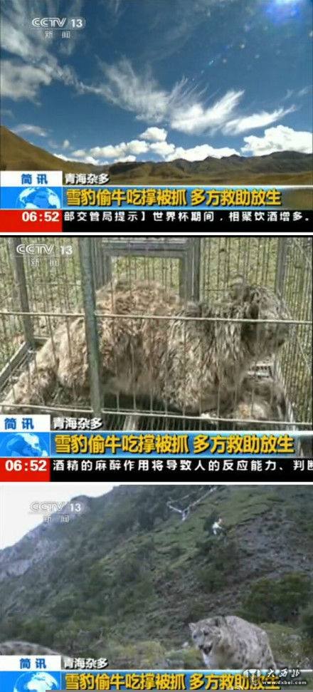 青海：雪豹偷吃小牛 因太飽行動(dòng)不便被抓(圖)