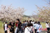 中國大連旅順國際櫻花節閉幕 旅游收入3.1億元
