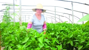 曾有琴準備干完活就去接父親