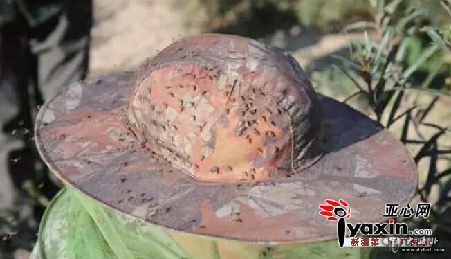 一巴掌拍死幾十只不稀奇 今年北屯雨多蚊蟲(chóng)猖狂 全國各地伸援手 一巴掌拍死幾十只不稀奇 今年北屯雨多蚊蟲(chóng)猖狂 全國各地伸援手