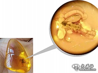 包裹著(zhù)昆蟲(chóng)的琥珀原石