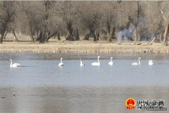 張掖國家濕地公園水質(zhì)凈化區首次發(fā)現大天鵝