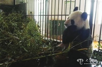 大熊貓“蜀蘭”將赴都江堰代養調理