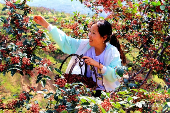 “中國花椒之鄉”——