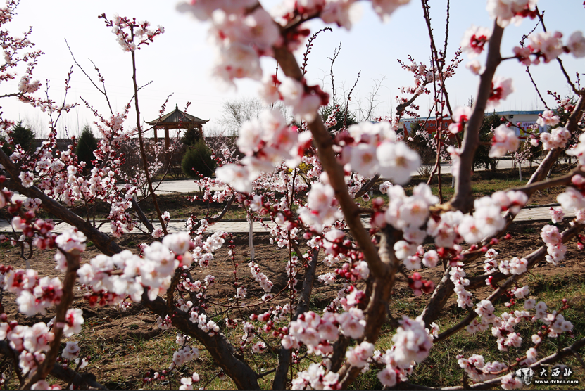 張掖金滿(mǎn)園千畝杏園正式開(kāi)園