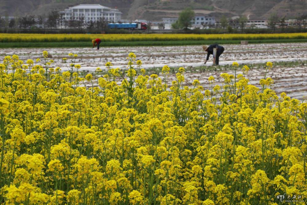 隴西縣云田鎮暮春花開(kāi)
