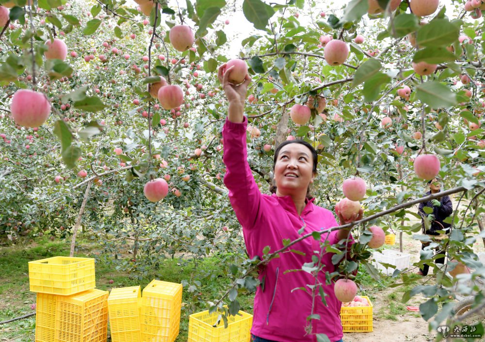 甘肅臨夏：蘋(píng)果飄香助