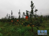 17年堅守繪就紅古區花