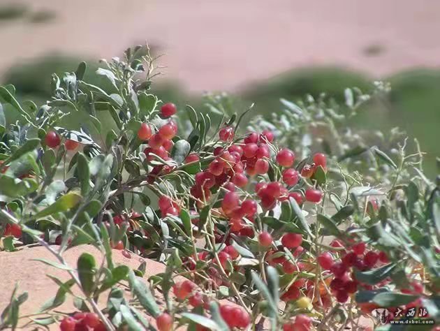 金昌方泉牌沙漠茶獲得