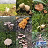 “越鮮艷越有毒”？野