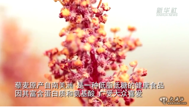 甘肅天祝：高原藜麥豐