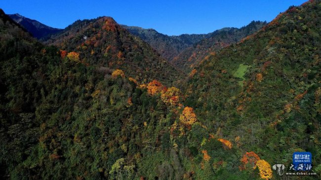 打通“熊貓孤島”--大熊貓國家公園建設熊貓交流廊道