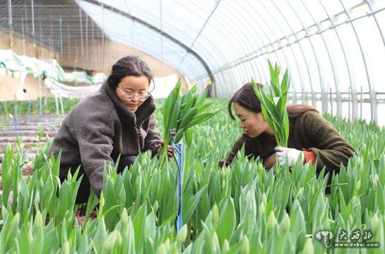 蘭州新區秦川園區15萬(wàn)