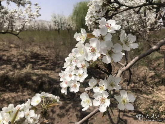 永登苦水鎮梨花悄然綻