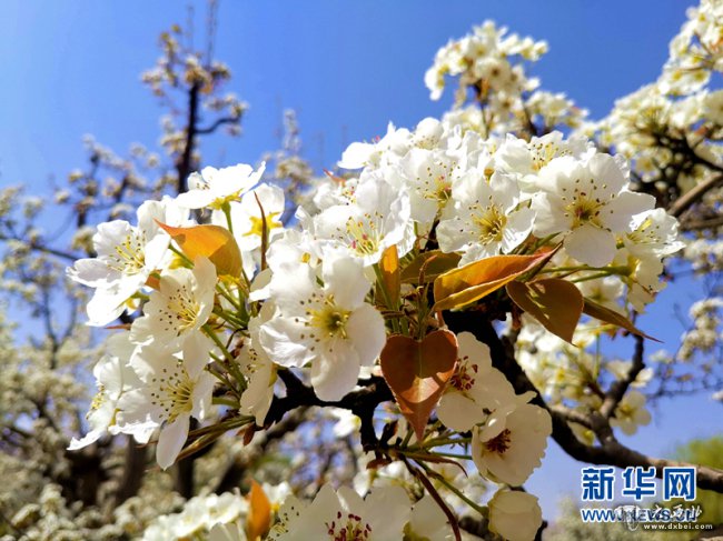 甘肅永登：梨花競放滿(mǎn)園春