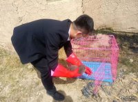 玉門(mén)市成功救助一只狐