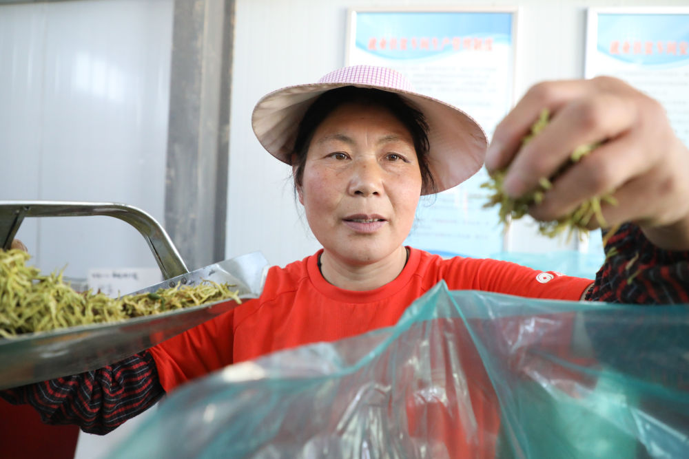 甘肅通渭：金銀花香，