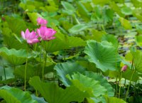 成縣裴公湖的荷花盛開(kāi)