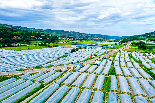 崇信：設施蔬菜基地改