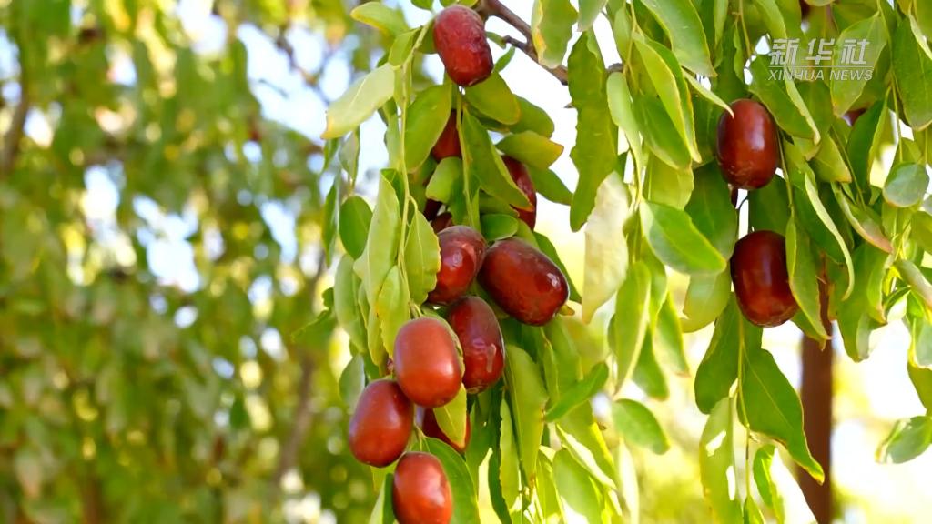 新疆：480萬(wàn)畝紅棗豐收