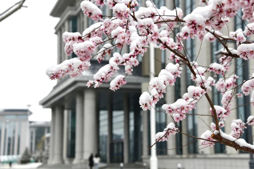 蘭州新區：飛雪迎花開(kāi)