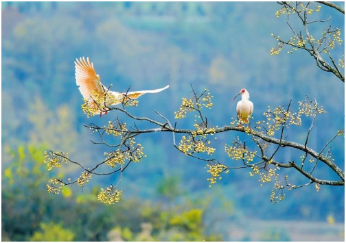 572種！陜西鳥(niǎo)類(lèi)40余年
