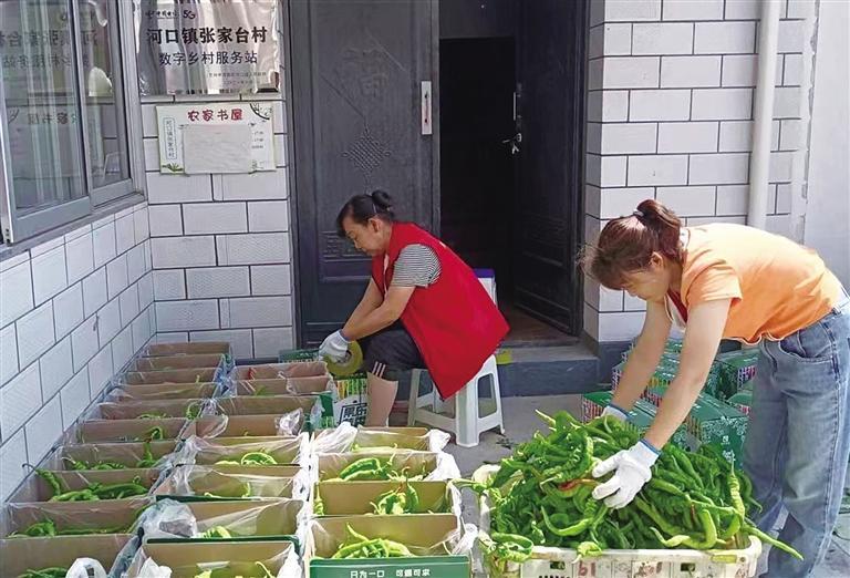 河口鎮4000多畝高原夏菜