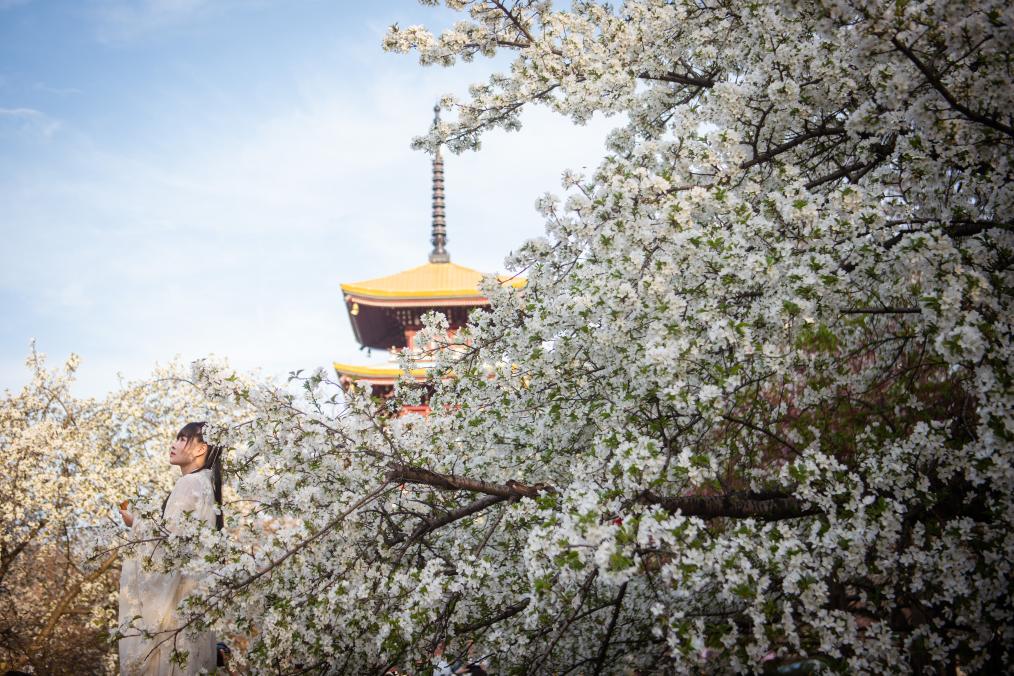“賞花經(jīng)濟”帶動(dòng)文旅