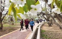 蘭州什川萬(wàn)畝梨園迎來(lái)