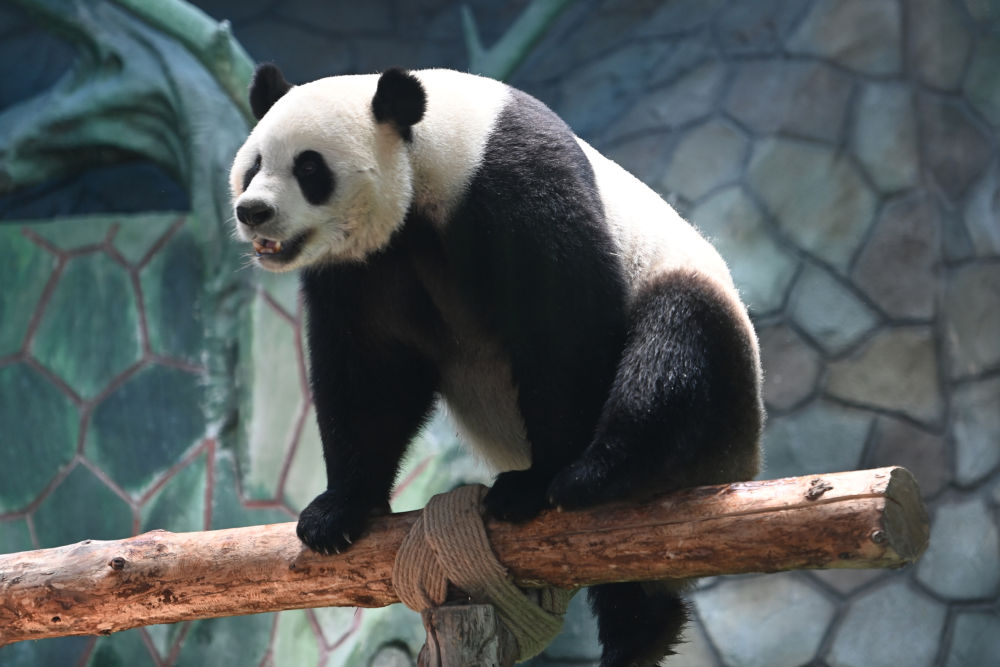 蘭州野生動(dòng)物園4只大熊