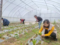 隴南成縣：“山野菜”