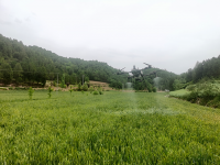 成縣紅川鎮：奏響夏糧